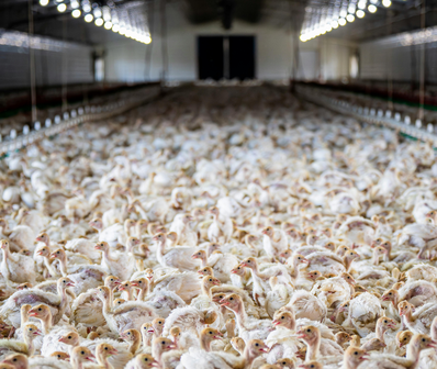 Crodeon Poultry Kit